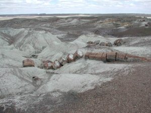 Petrified rock