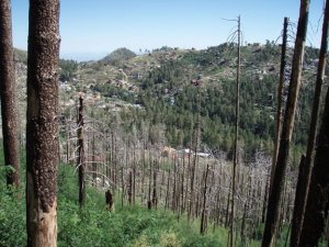 Hiking along the Mint spring trail