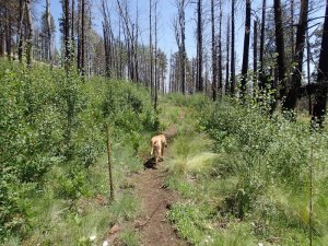 Happy dog along the west fork - little Colorado trail