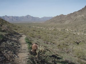 along the Alta Bajada loop trail