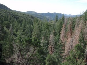 Cornucopia - Thicket spring hike