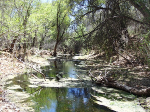 Sonoita Creek