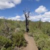 Lightning damaged tree along the Smith Ravine trail