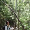 Aspen along the Icehouse canyon trail