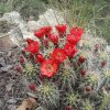 Cactus flowers