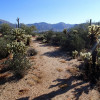 Hiking along the Jojoba trail