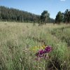 Meadow on the Dry lakes trail