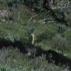 Coyote following us on the Snow pass trail