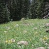 Meadow on the trail up Humphries peak