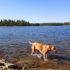 Happy Ridgeback playing in Willow Springs lake