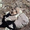 This lizard is the king of his cairn