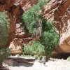 Hikers on the Havasupai trail