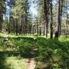 Willow Springs lake trail