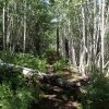 Along the Aspen loop trail