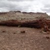 Petrified log