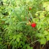 Wild Raspberries along the See canyon trail