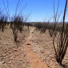 hiking the Sonoita Creek trail