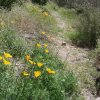 Desert wildflowers