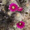 Flowering cactus