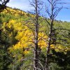 Fall colors as seen from the pipeline trail