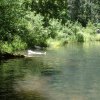 Doggies swimming in West Clear creek