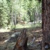 active deer along the little elden trail