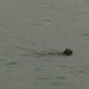 Sea otter