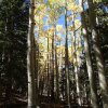 Aspen along the Bear Jaw trail