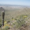 Saguaro on the Bell pass trail