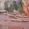 Walters wiggles along the trail up to Angels landing at Zion National park