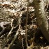 Rattlesnake seen on the Icehouse canyon trail