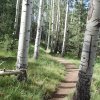 aspen on the Kachina trail