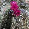 Cactus flower