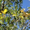 Fall colors along the Kellner canyon trail