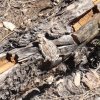 Horned toad on the Widforss trail