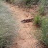 Gila Monster along the Bull Pen Ranch trail