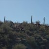 Wild horses on the Walkin&#039; Jim trail