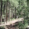 Timber mesa trail