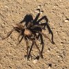 Tarantula on the Indian mesa trail