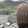 Barrel cactus