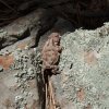 Horned toad on the Drew trail