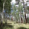 Aspen near the end of the hike