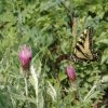 Butterflies along the Piedra river trail