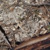 Horned toad on the Aspen loop trail