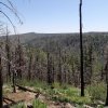 Views from the Westfork of the little colorado trail