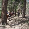 Horse riders on the Uncle Jim trail