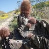 Barrel cacti