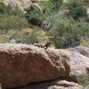 Iguana on the Pinnacle peak trail