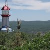 Happy hummingbirds at the top of the A. B. Young lookout