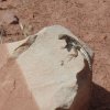 Happy lizard in Paria river canyon